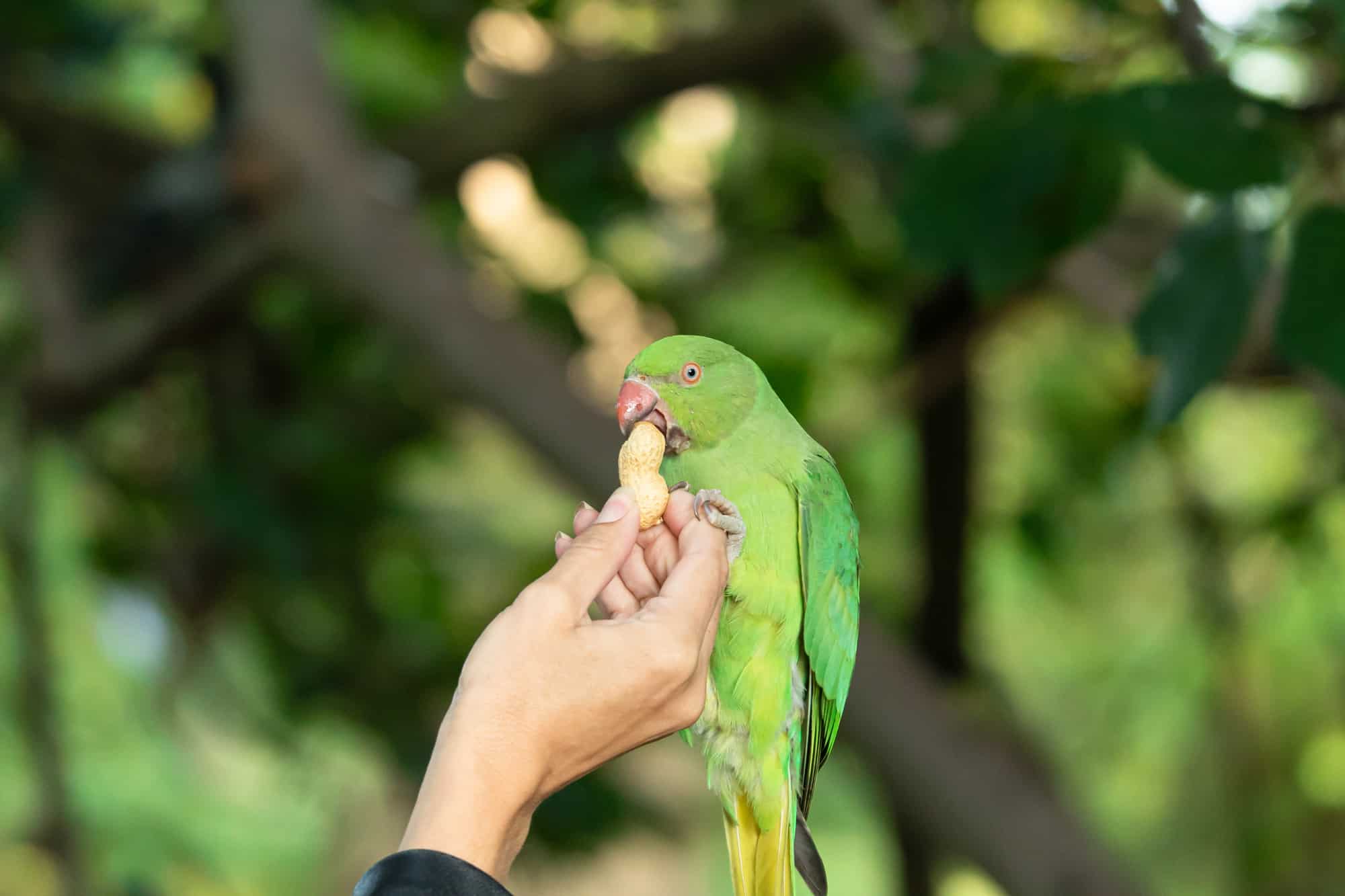 do parrots eat peanuts