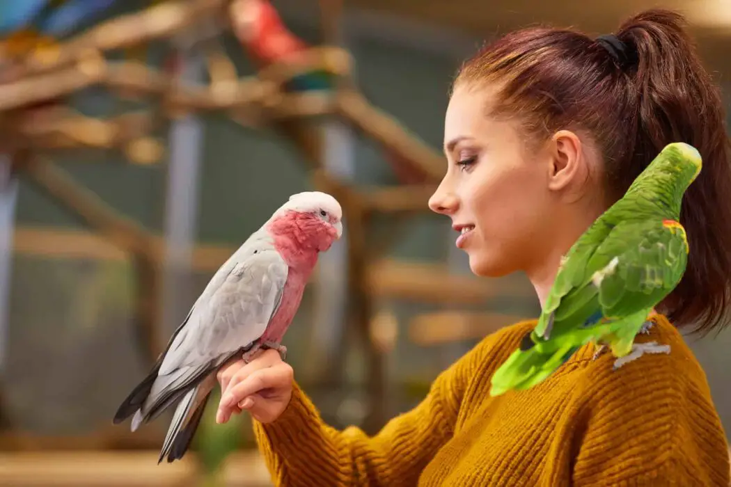 kissing parrot