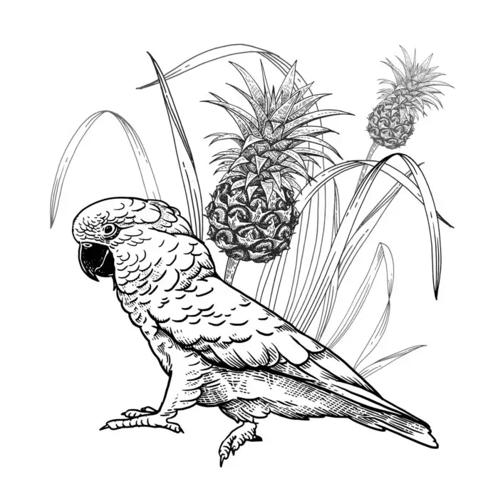 can parrots eat pineaplles