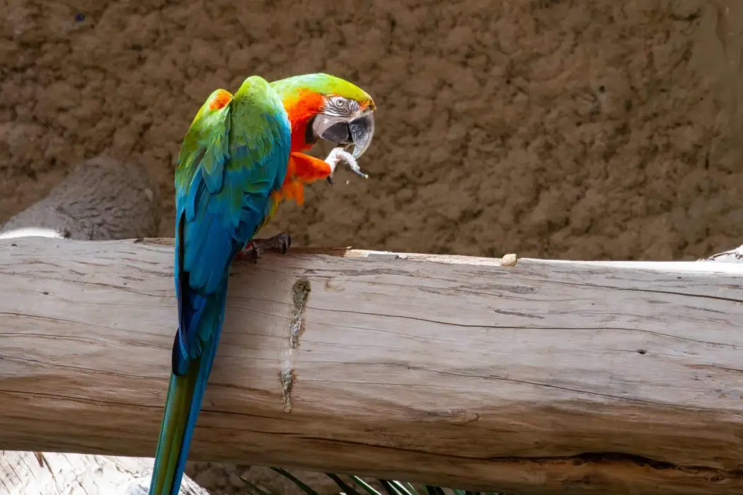 macaw hybrids