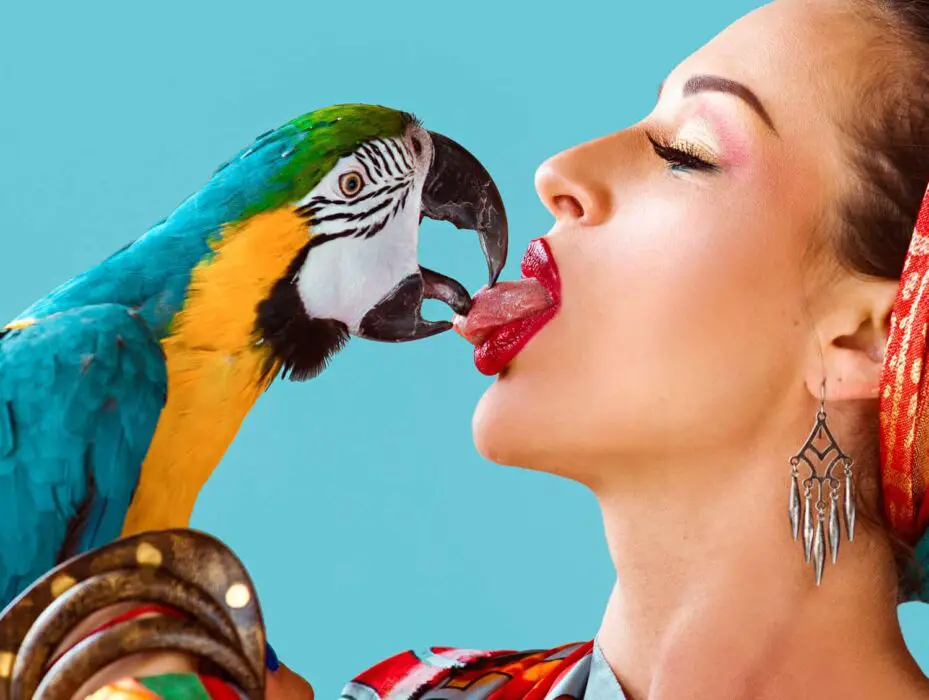 do parrots kiss