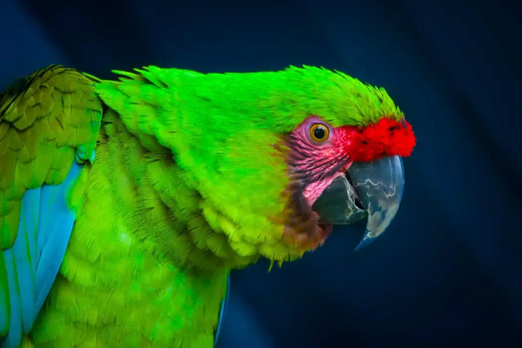parrot habits