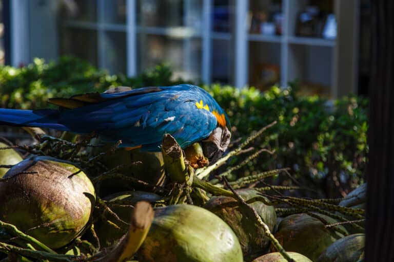 Can Parrots Eat Coconut Safely? Talkie Parrot