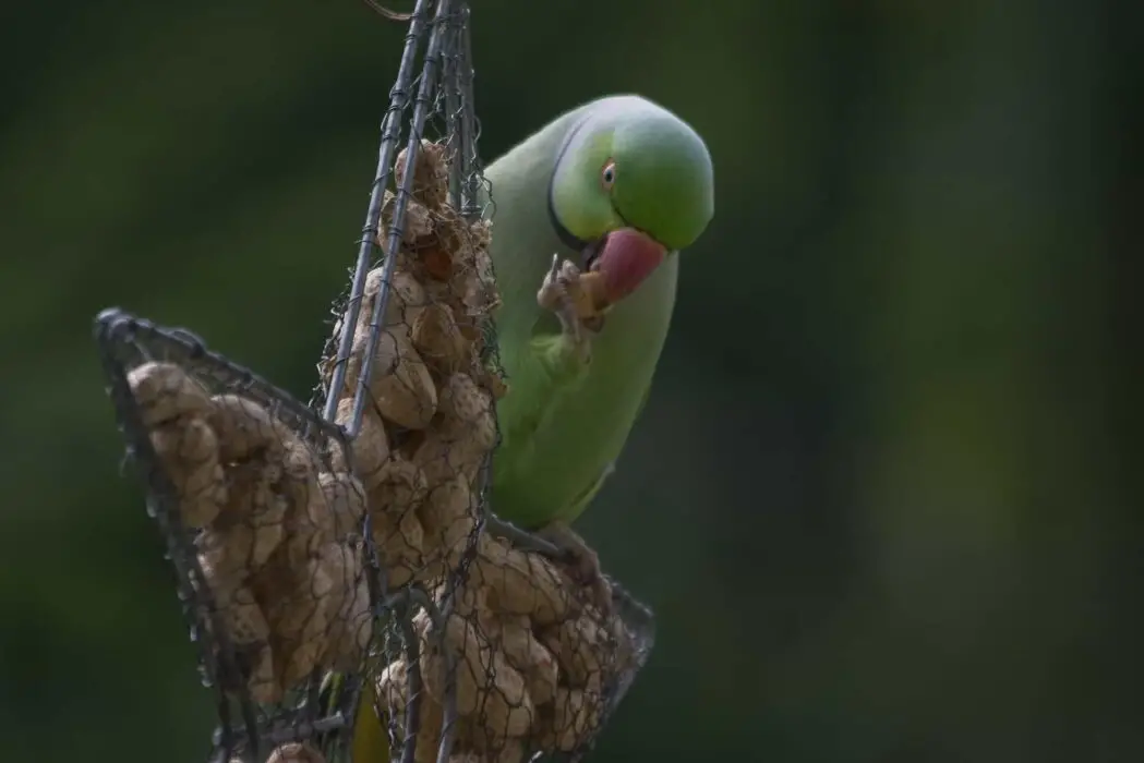 peanuts for parrots