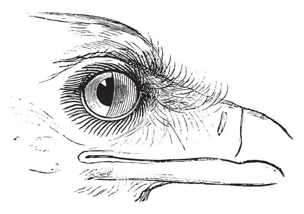 parrot eyes