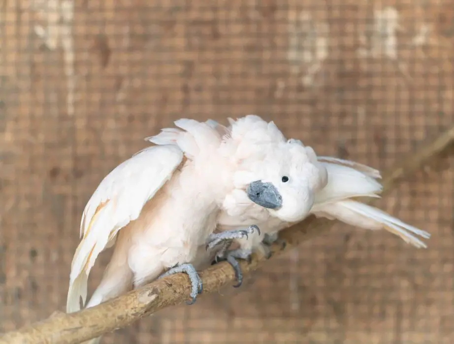 parrot head bob