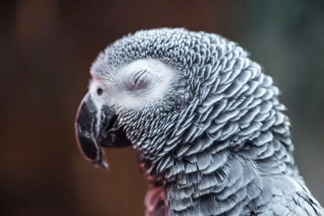 can parrots blink 