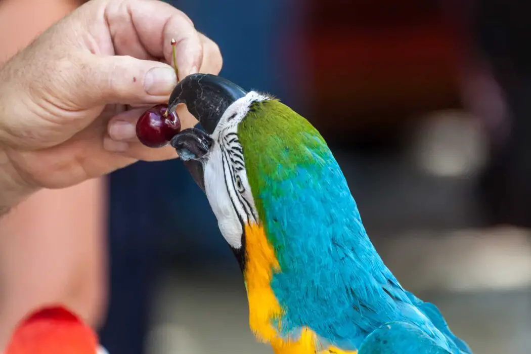 feeding parrot cherries