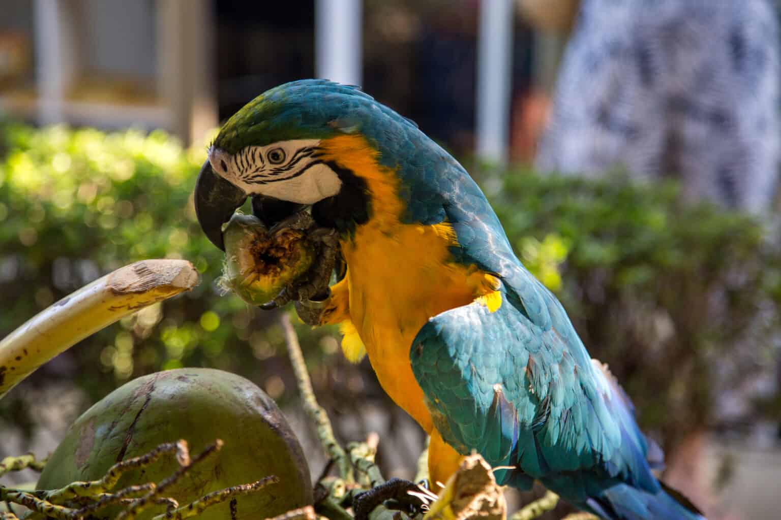 Can Parrots Eat Coconut Safely? Talkie Parrot