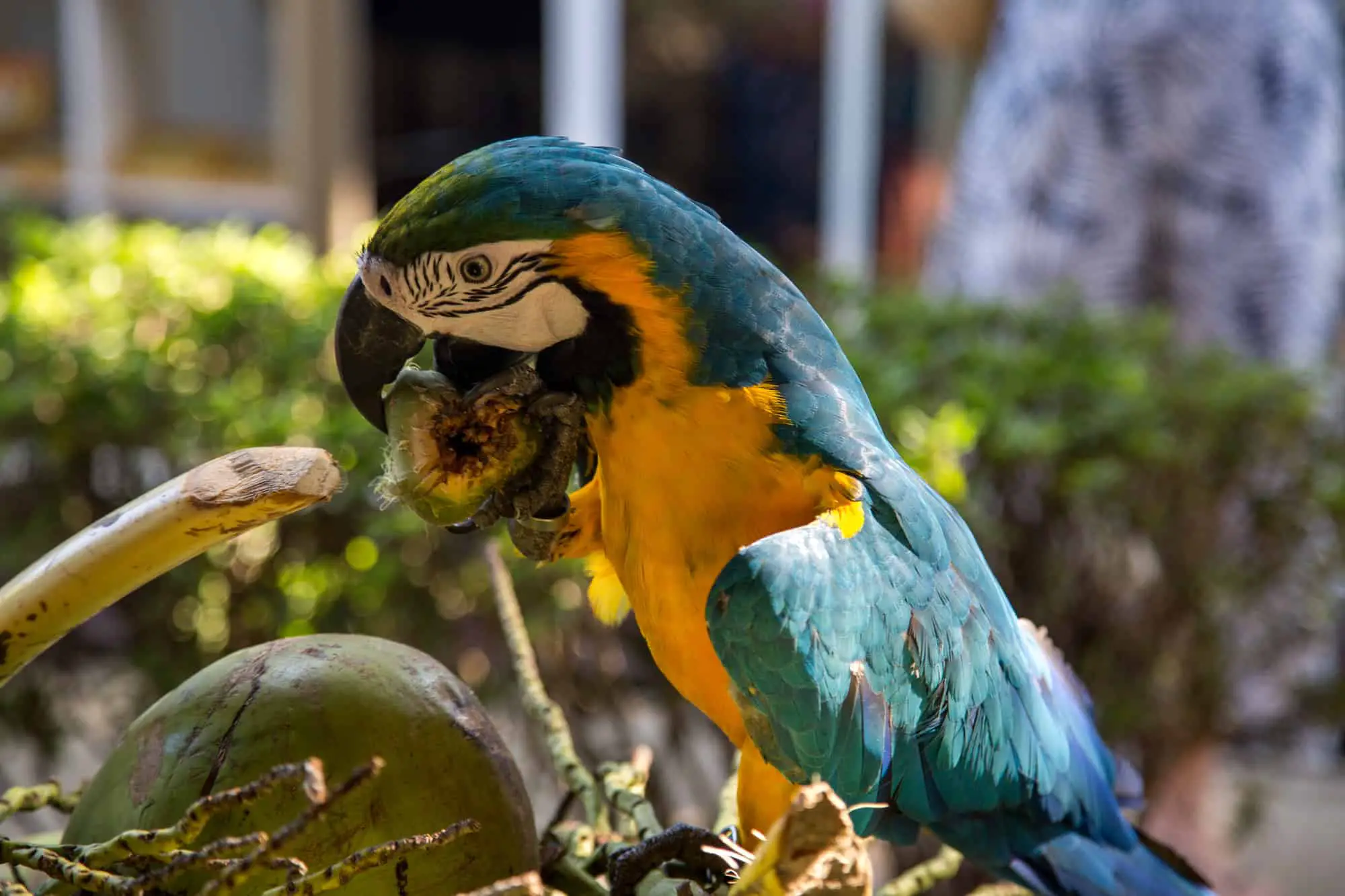 parrot eats coconut
