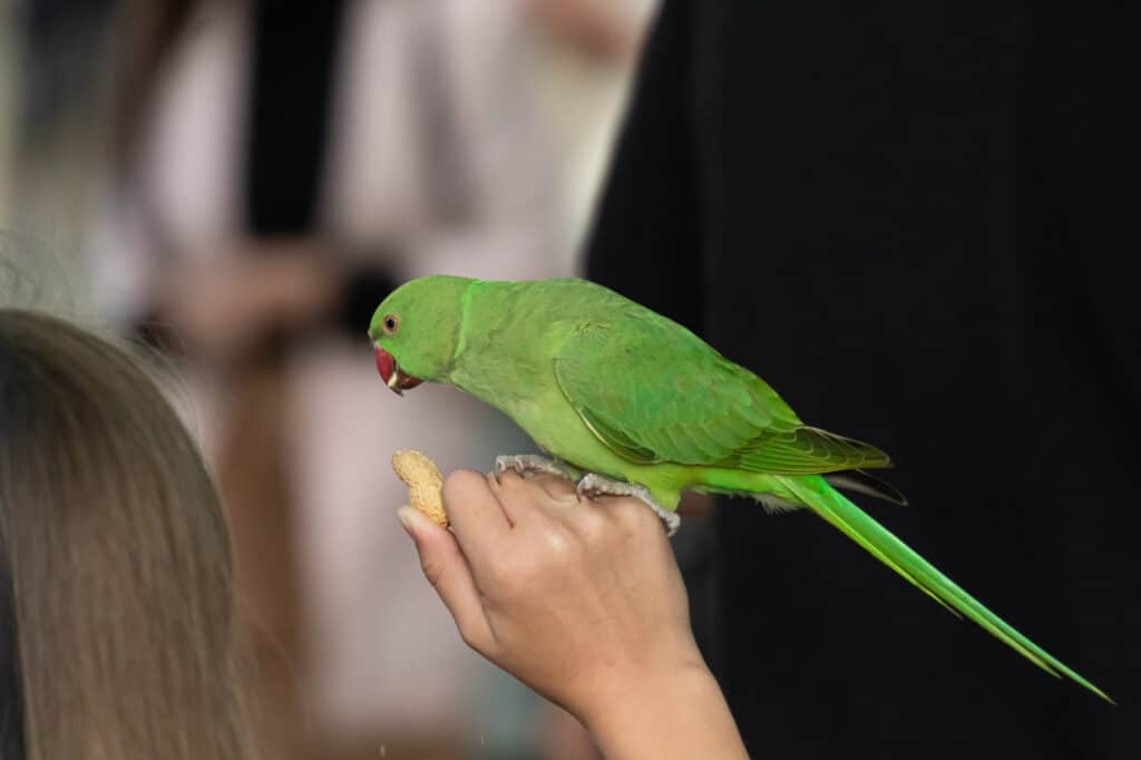 Can Parrots Eat Peanuts? One Danger to Avoid Talkie Parrot