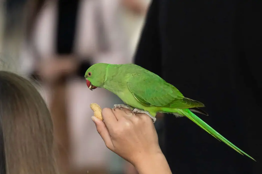 parrot eats peanuts