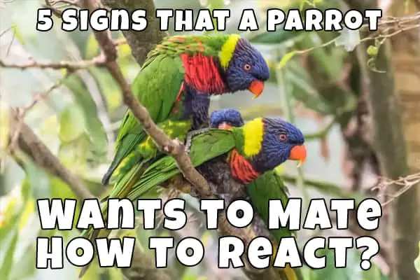 signs a parrot wants to mate