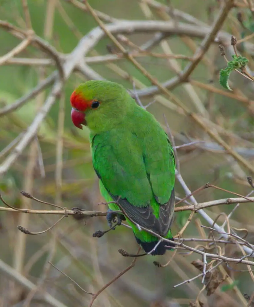 A Full List of Lovebird Types (With Photo and Video) - Talkie Parrot