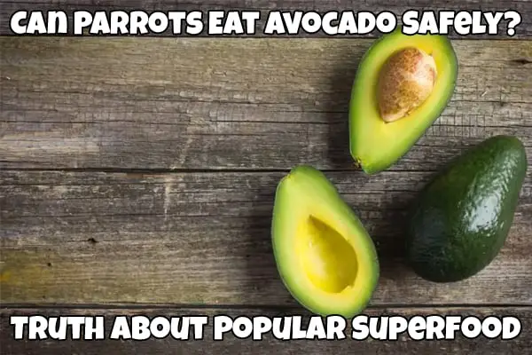 can parrots eat avocado