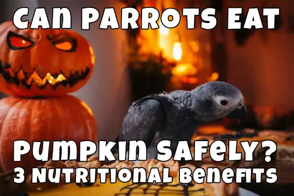 do parrots eat pumpkin