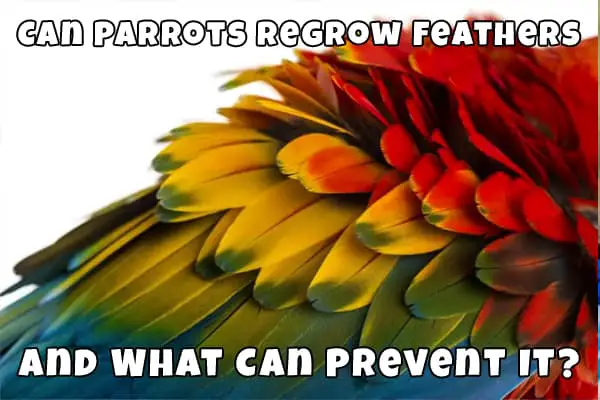 parrot regrowing feathers