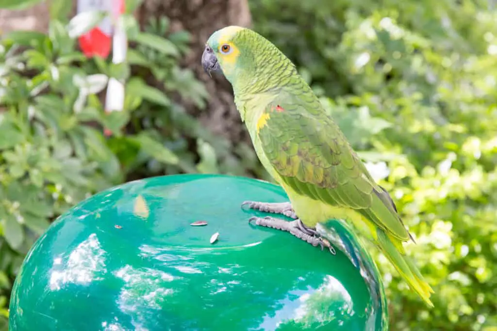 Can Parrots Eat Rice? Tips for Adding Rice to Your Bird's Diet Talkie