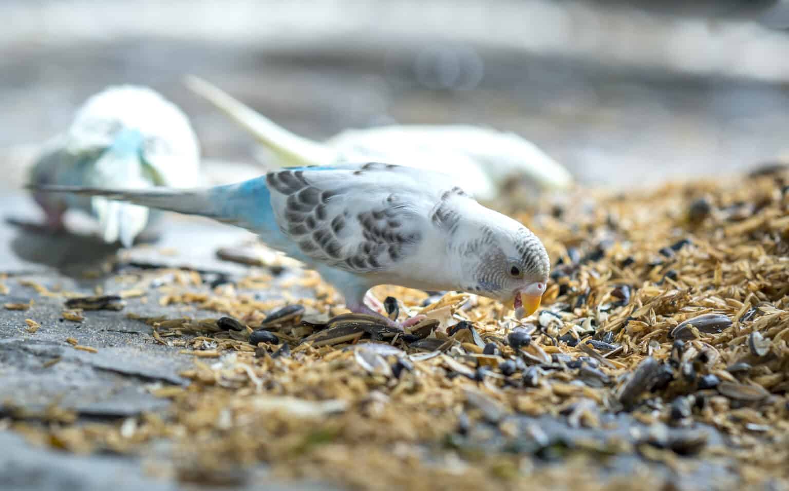 Can Parrots Eat Rice? Tips for Adding Rice to Your Bird's Diet Talkie