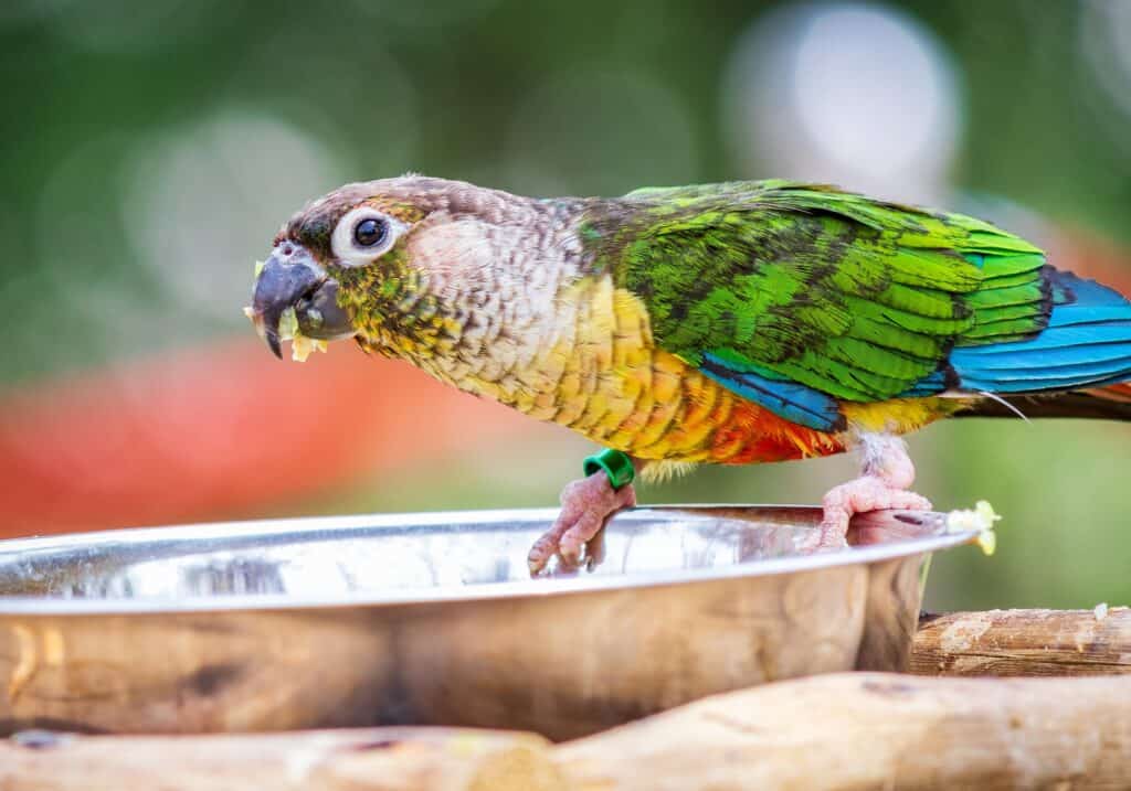 Can Parrots Eat Cucumbers? Talkie Parrot