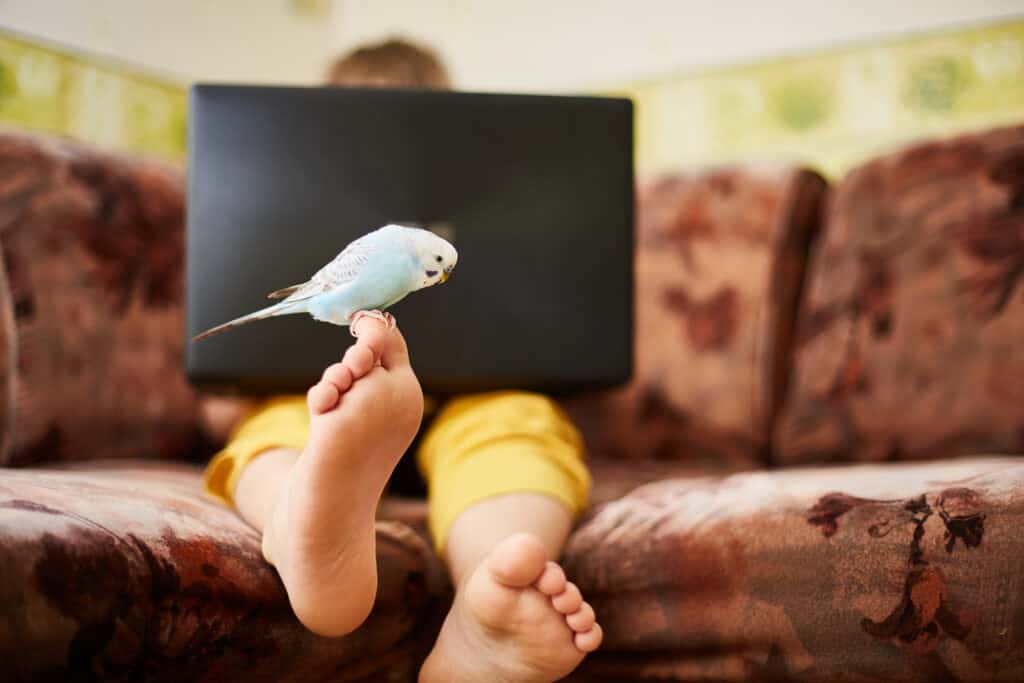 do-parrots-poop-all-over-the-house-talkie-parrot