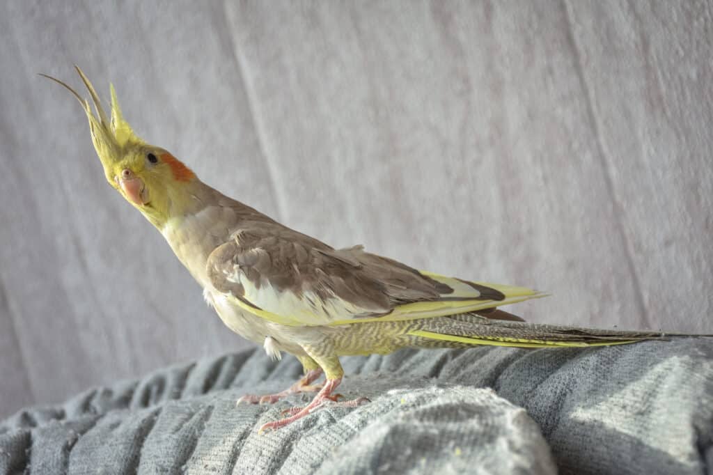 Do Parrots Poop All Over The House? Talkie Parrot