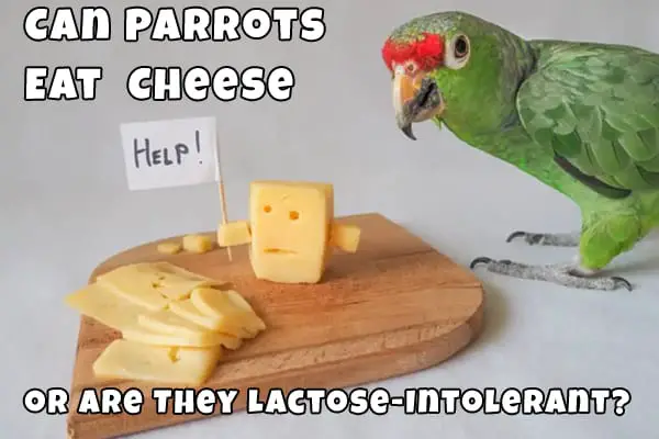 do parrots eat cheese