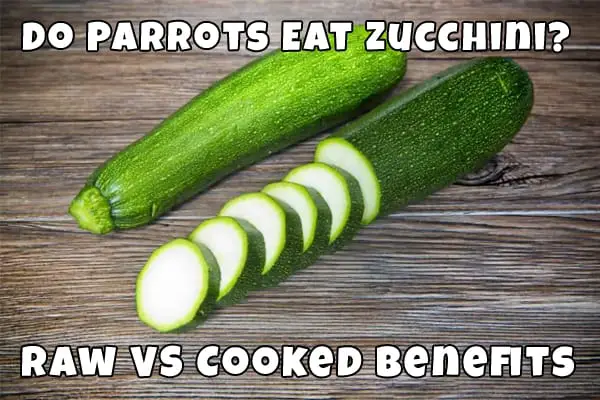 do parrots eat zucchini
