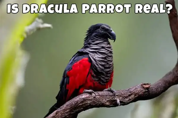 Dracula parrot