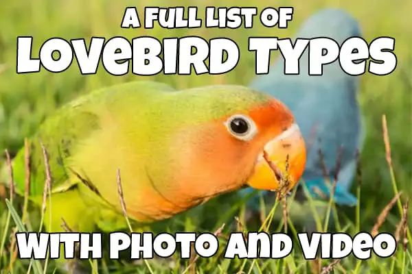 lovebird types
