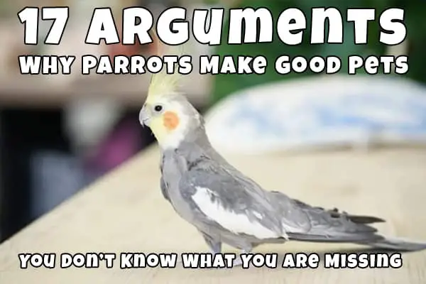 parrots good pets
