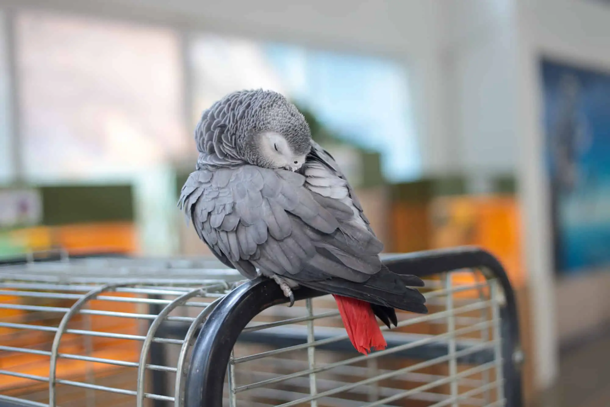cage for african grey parrot 