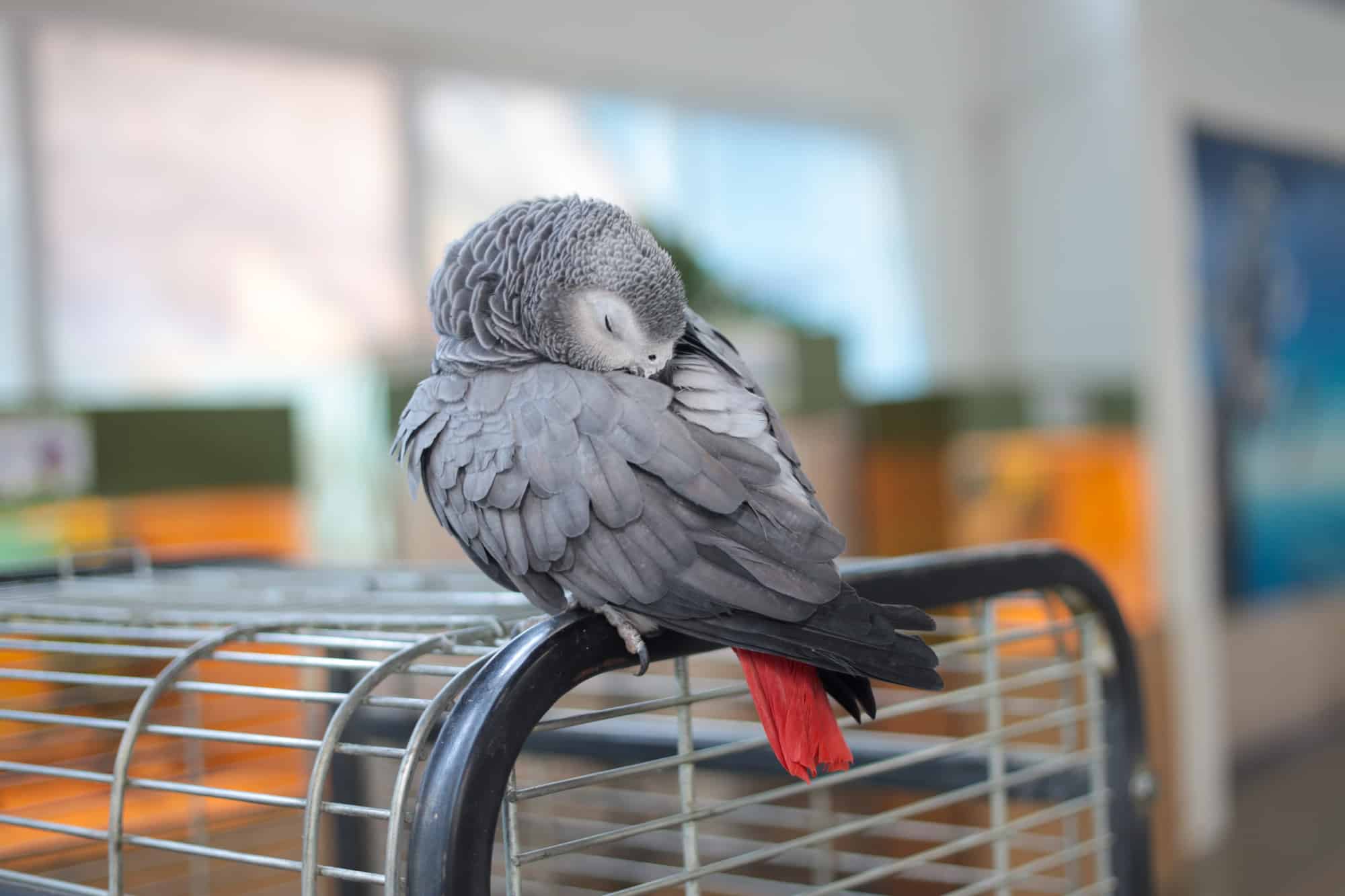 cage for african grey parrot 