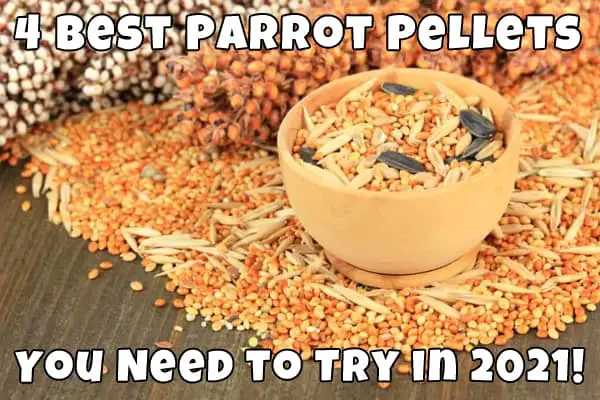 best food pellets