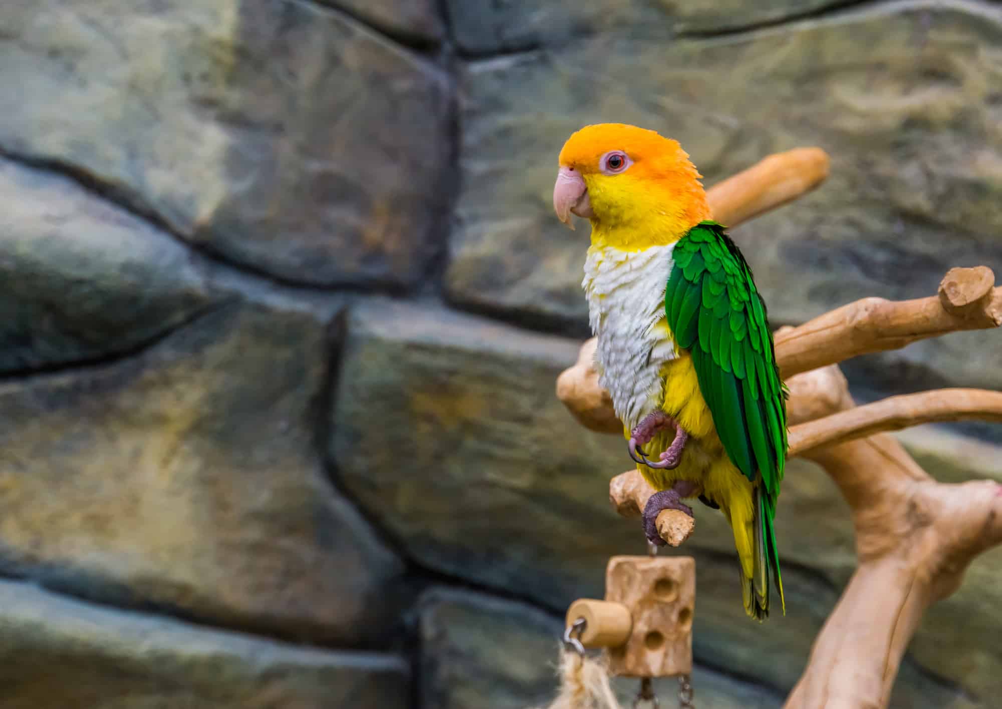 caique parrot