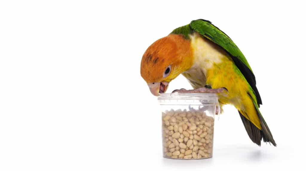 How Much Caique Parrots Cost? A Detailed Budget Review Talkie Parrot
