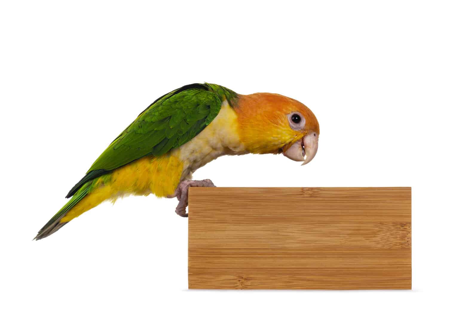 How Much Caique Parrots Cost? A Detailed Budget Review Talkie Parrot