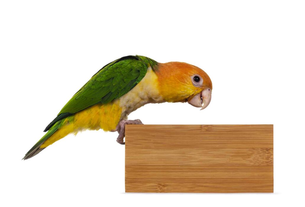 is caique expensive