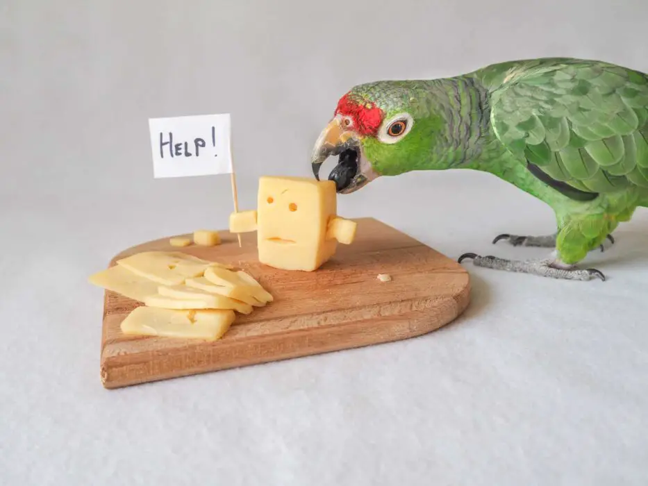 safe cheese for parrots