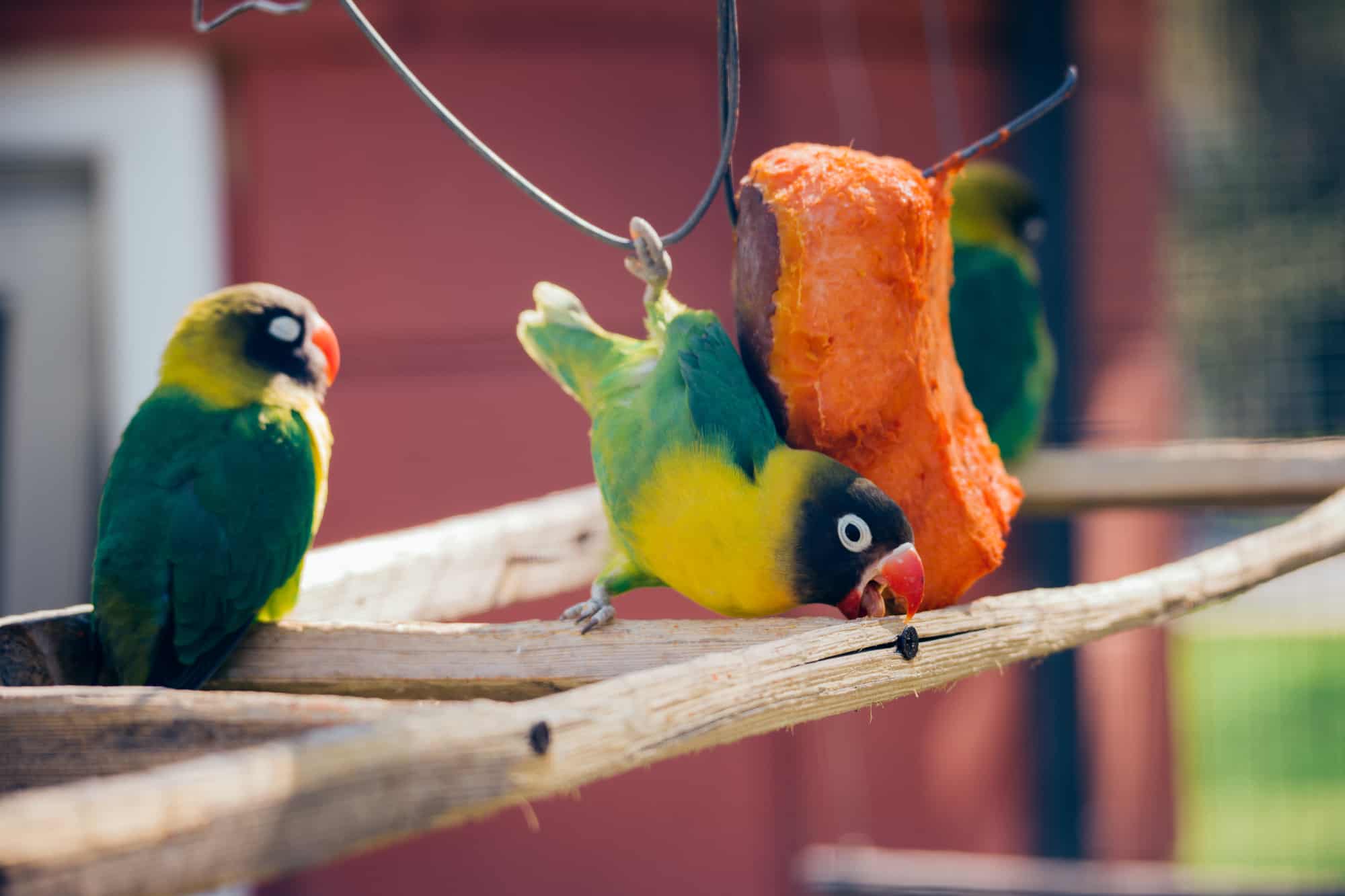 can parrots eat pumpkin