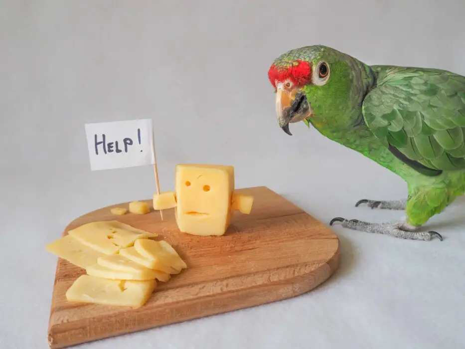 do parrots eat cheese