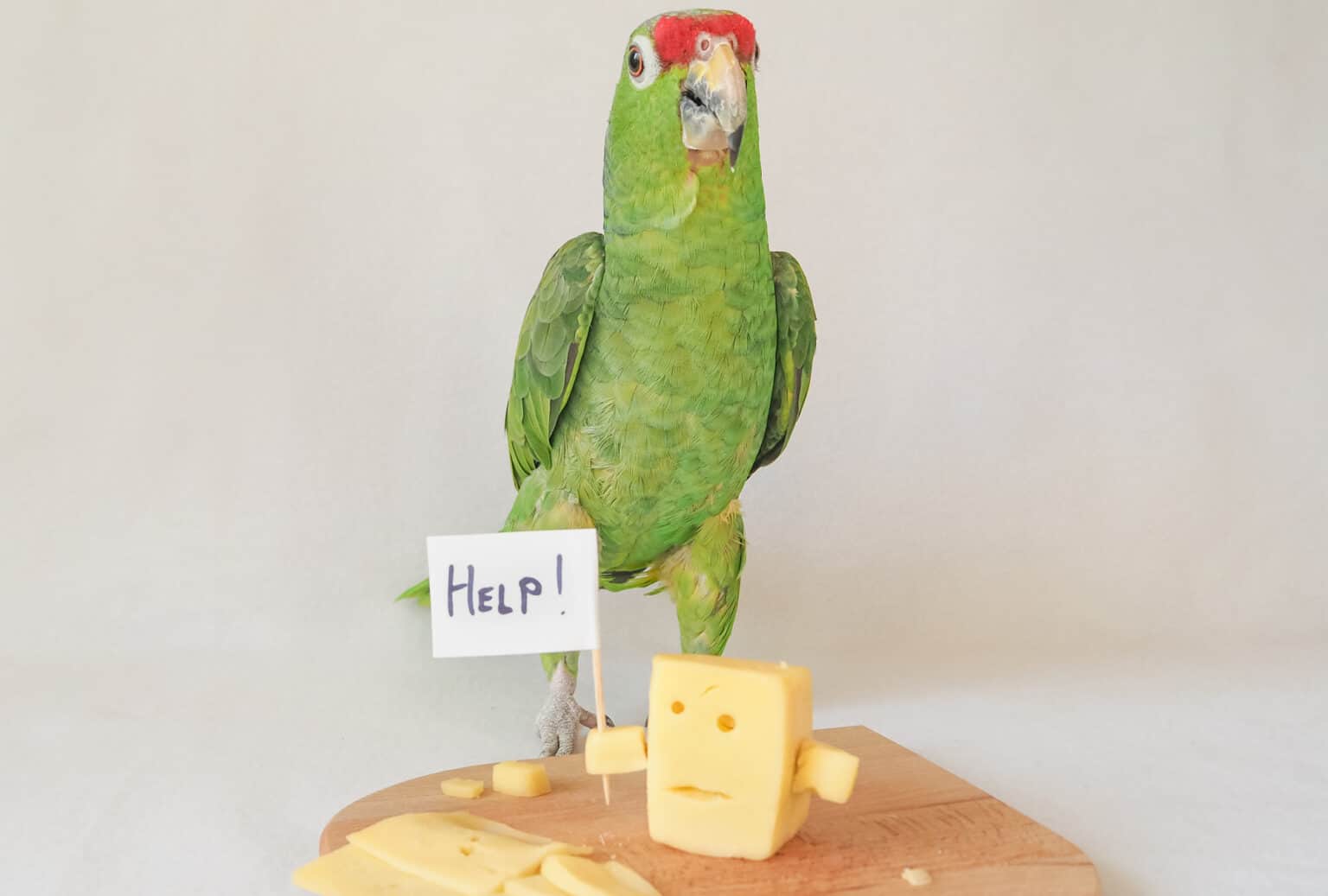Can Parrots Eat Cheese or Are They LactoseIntolerant? Talkie Parrot