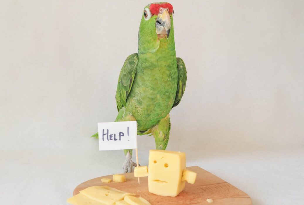 do parrots eat cheese