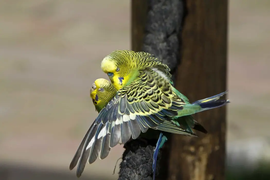 parrots mating 