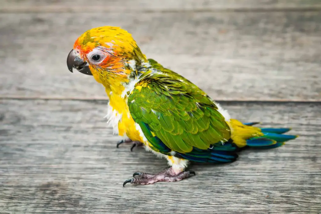 can parrots regrow feathers