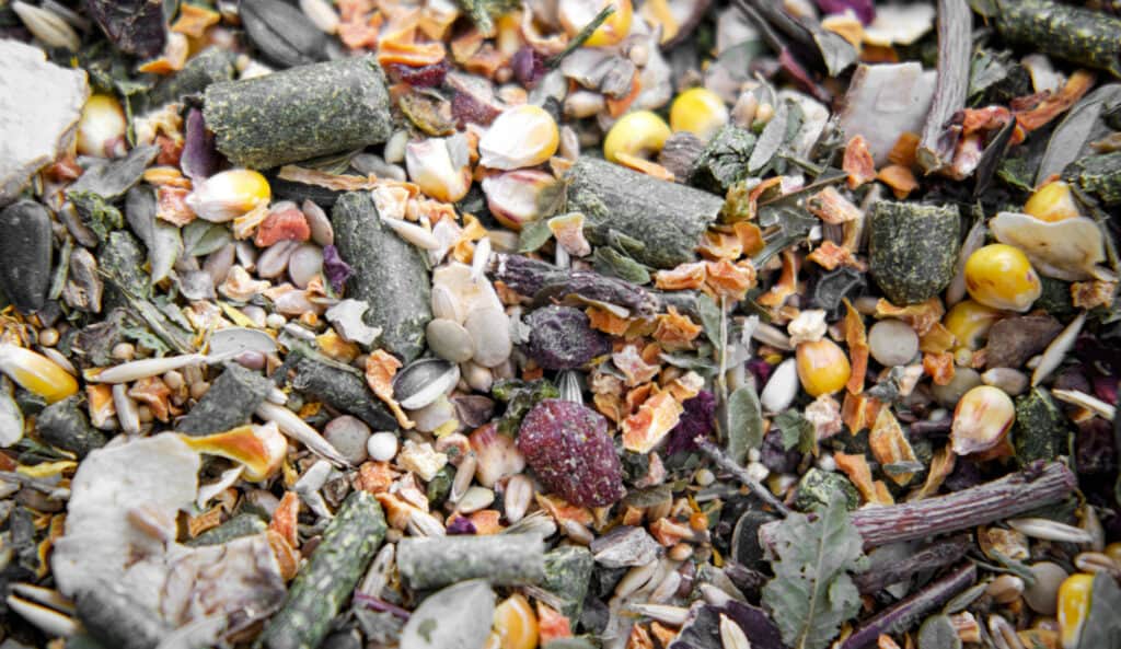 4 Best Parrot Pellets You Need to Try in 2021! Talkie Parrot