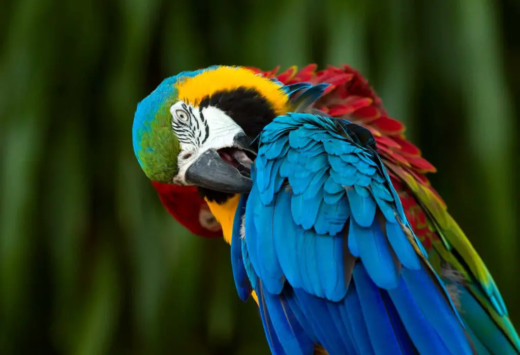 parrot feather plucking 