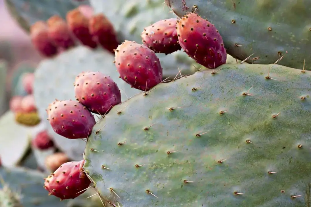 parrots eating prickly pear