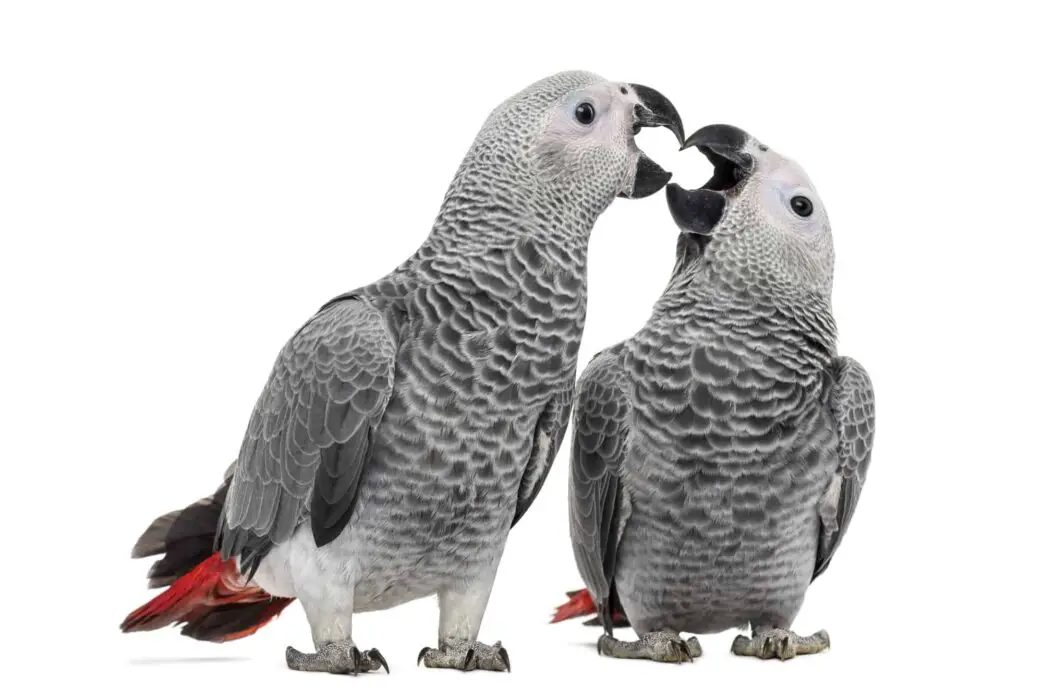 are parrots good pets