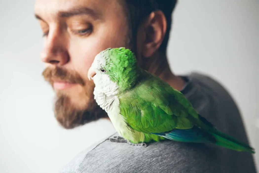 parrots are good pets